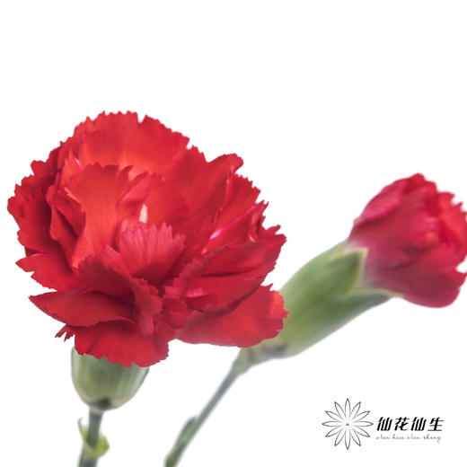 多头康乃馨 | 红色 商品图1