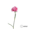 单头康乃馨 | 笑颜 商品缩略图4
