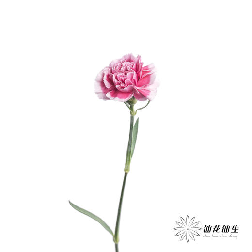 单头康乃馨 | 笑颜 商品图4