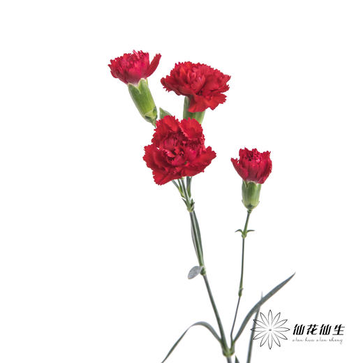 多头康乃馨 | 红色 商品图3