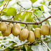 【四川·蒲江】 黄心猕猴桃 精品大果 酸甜金色奇异果 基地直发 商品缩略图6