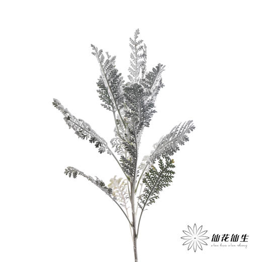 配叶 | 银羽叶 商品图3