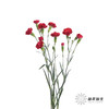 多头康乃馨 | 红色 商品缩略图5