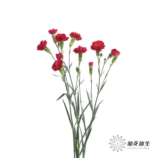 多头康乃馨 | 红色 商品图5