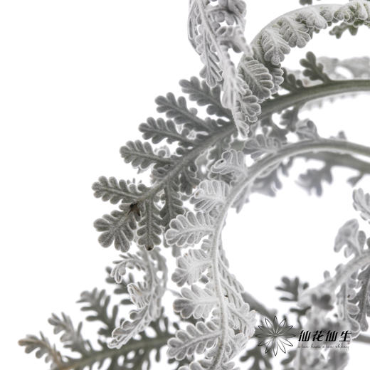 配叶 | 银羽叶 商品图1