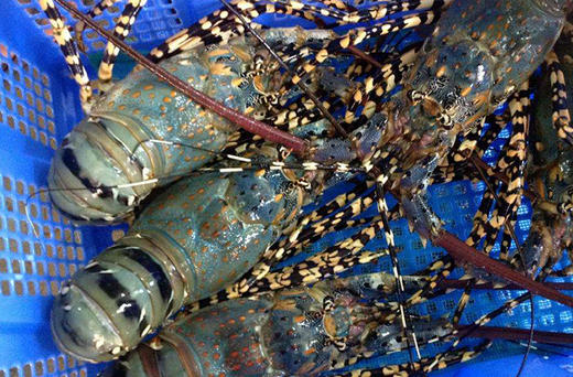 大花龙 1.7斤左右 商品图0