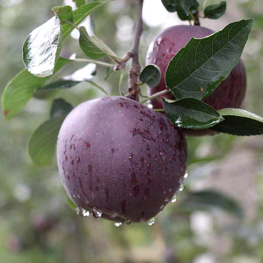 【顺丰包邮】云南昭通黑卡苹果 礼盒装12枚 脆甜稀有不常见 黑钻红蛇果 商品图4