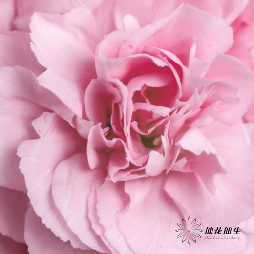 多头康乃馨 | 珍珠粉 商品图1