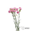 多头康乃馨 | 珍珠粉 商品缩略图3