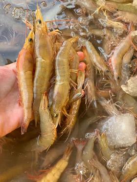 活中沙鲁虾 2盒