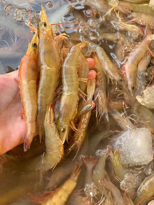 活中沙鲁虾 2盒 商品图0