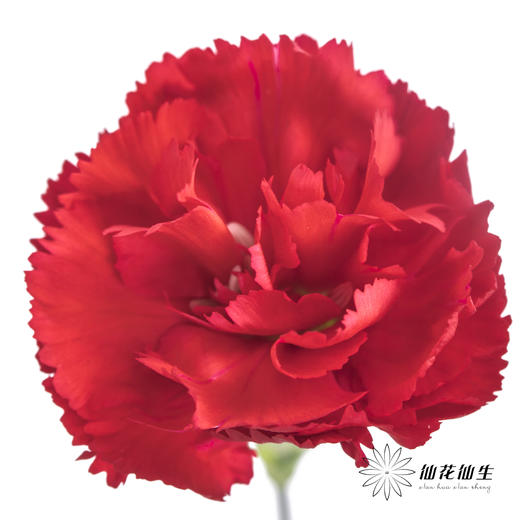 多头康乃馨 | 红色 商品图2