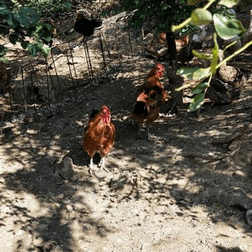瓦房店许屯农家散养大公鸡/母鸡溜达鸡/大鹅，粮食喂养，味道就是好，多年好口碑，放心买！邮速达辽宁省内包邮 商品图5