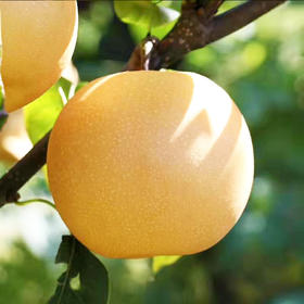 山东莱阳秋月梨【│山人优选，【顺丰发货】个大饱满，口感超级nice，梨子中的佼佼者，吃一口馋一年~