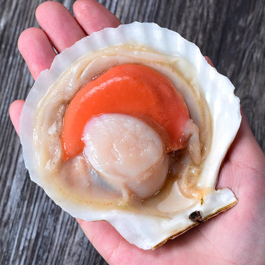 半壳扇贝 商品图0