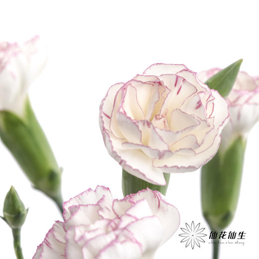 多头康乃馨 | 小白菜 商品图4