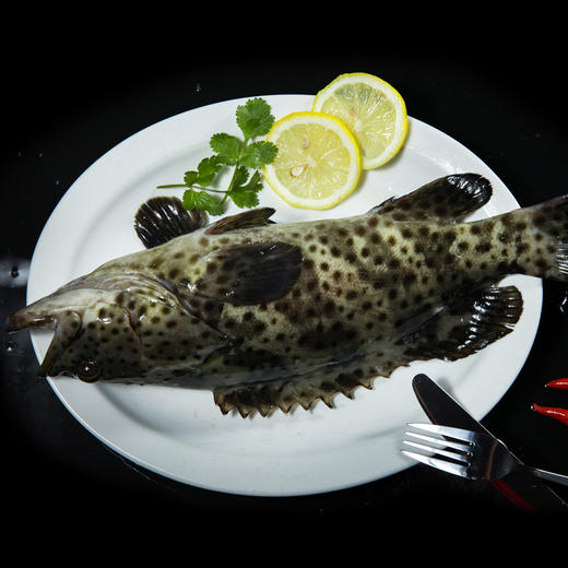 太星斑 商品图0