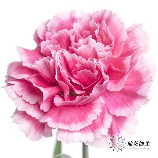 单头康乃馨 | 笑颜 商品图1