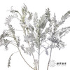 配叶 | 银羽叶 商品缩略图4