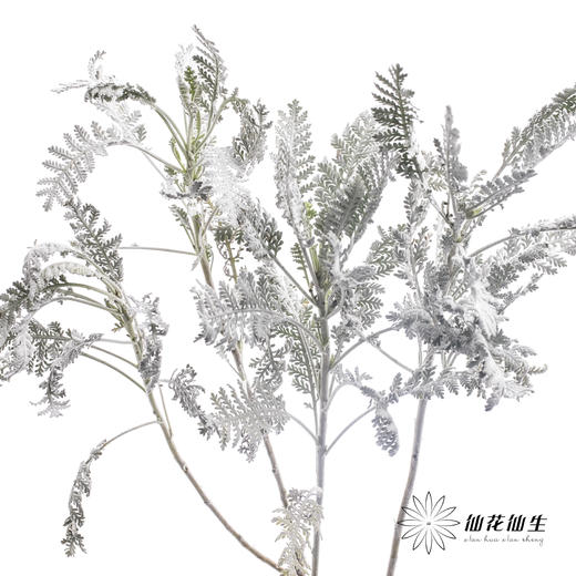 配叶 | 银羽叶 商品图4