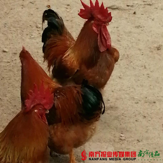 【广东省包邮】阉鸡 3.5斤±2两/只（72小时内发货） 商品图0
