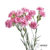 多头康乃馨 | 珍珠粉 商品缩略图2