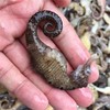 新鲜海马1两 8条左右 商品缩略图0