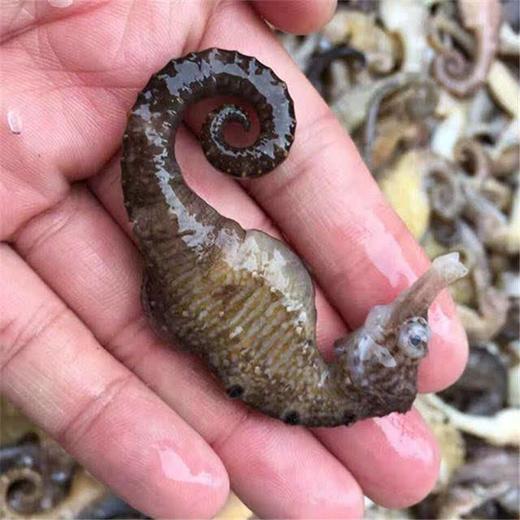 新鲜海马1两 8条左右 商品图0