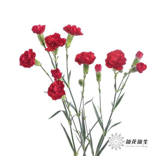 多头康乃馨 | 红色 商品图4