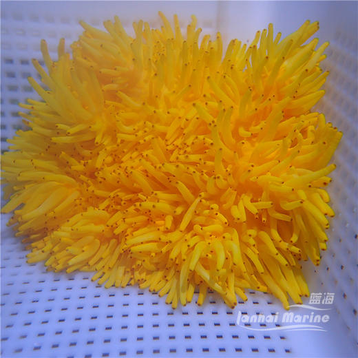 黄金葵-染色 商品图2