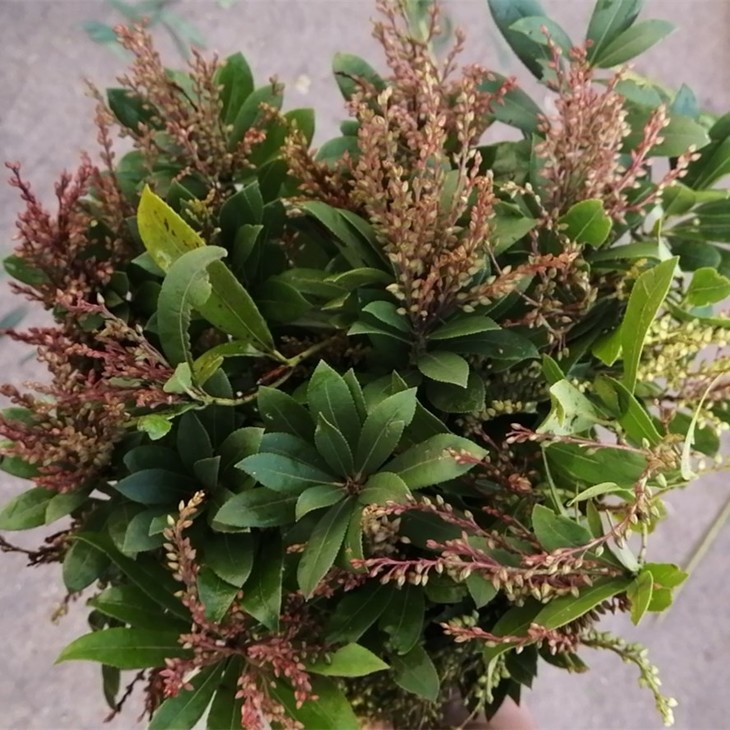 昆明发货国产精选草花山里红35枝配草3040cm全国包邮