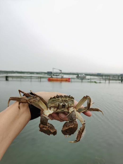超大江苏阳澄湖水域大闸蟹 商品图2
