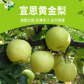 【严选】沃地娃黄金梨礼盒12枚/提（厂家直发）