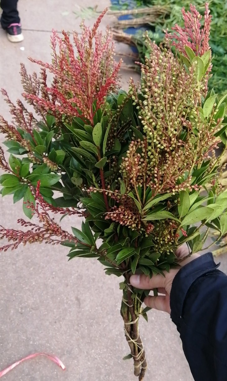 昆明发货国产精选草花山里红35枝配草3040cm全国包邮
