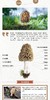 【云南省怒江州兰坪县】翰琴野生羊肚菌100g/盒 商品缩略图2