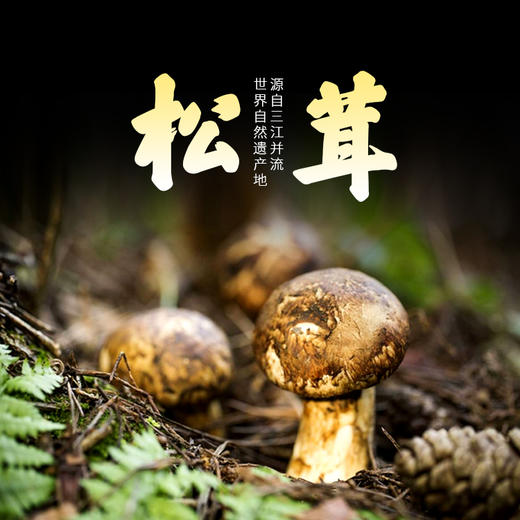 【云南省怒江州泸水市】咖芒野生松茸 商品图1