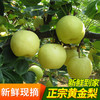【严选】沃地娃黄金梨5斤/盒（9枚）（厂家直发） 商品缩略图0