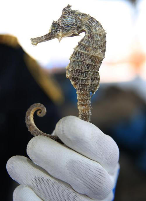 海马干 1斤 商品图0