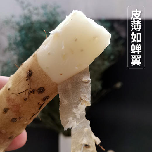 河南温县垆土铁棍山药 | 山人优选，顺丰包邮，25年新挖，药食同源，堪比“人参”，纯天然种植， 不容错过的粉糯甘甜！ 商品图1