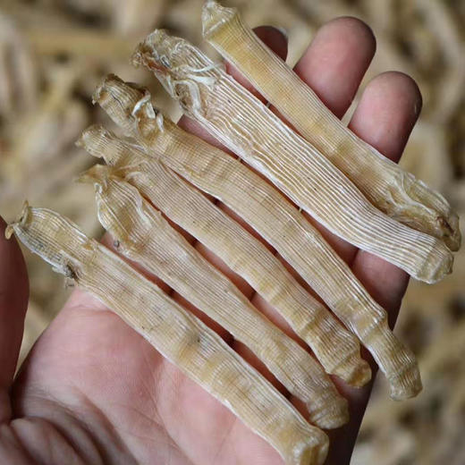 本地沙虫干 大 生晒 商品图0