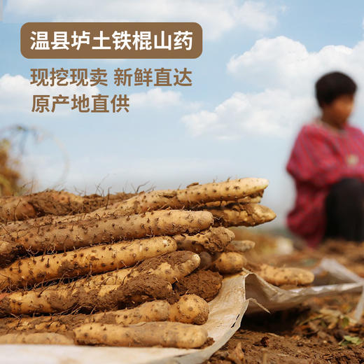 河南温县垆土铁棍山药 | 山人优选，顺丰包邮，25年新挖，药食同源，堪比“人参”，纯天然种植， 不容错过的粉糯甘甜！ 商品图0