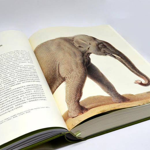 【礼盒装】法国自然博物馆犊皮纸博物画  简体中文版 800幅珍惜稀的犊皮纸博物画400年经典历史遗产 净重14斤 商品图5