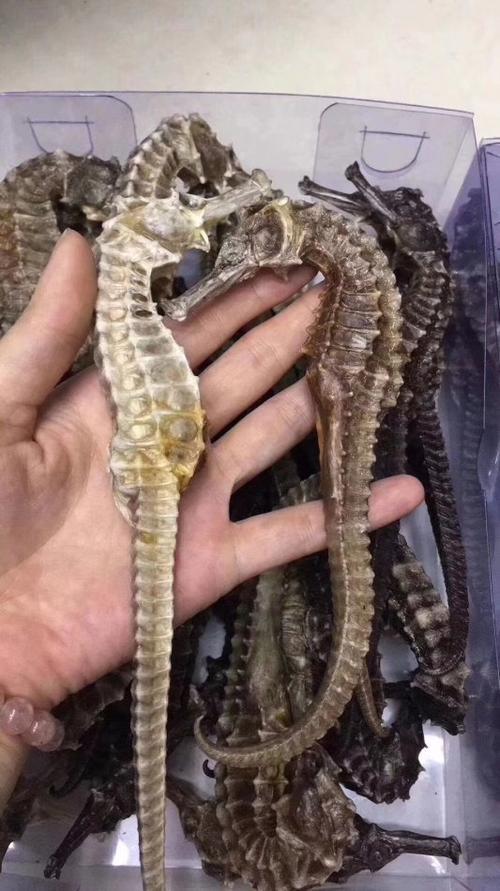 海马干 1斤 商品图1