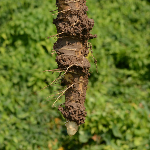 河南焦作 垆土珍品铁棍山药5斤礼盒顺丰包邮 商品图4