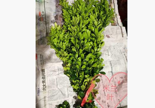 米兰叶  扎 商品图2
