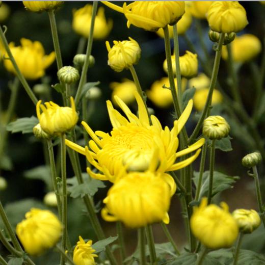 金丝皇菊   农家土灶烘制 20朵 商品图2