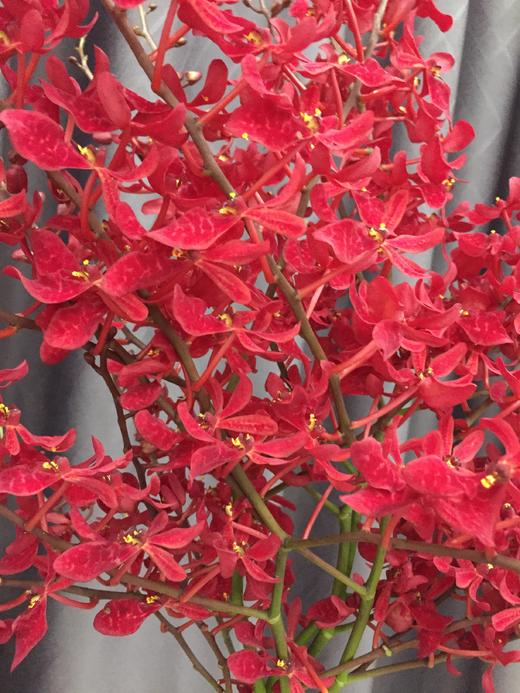 【喜庆】万代红兰(红象) （多分叉）5枝/扎 商品图3