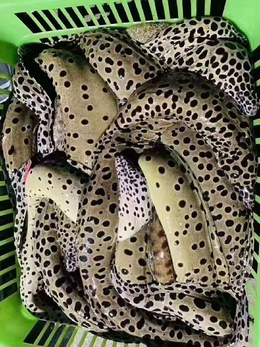 石鳗 2斤左右 商品图0