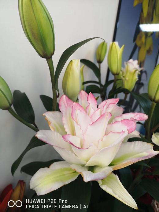 三头重瓣冰美人百合5枝花苞大发顺丰或ems