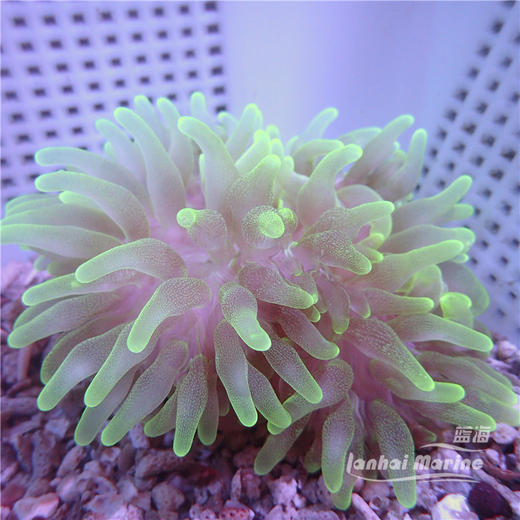 进口奶嘴葵-A 商品图3